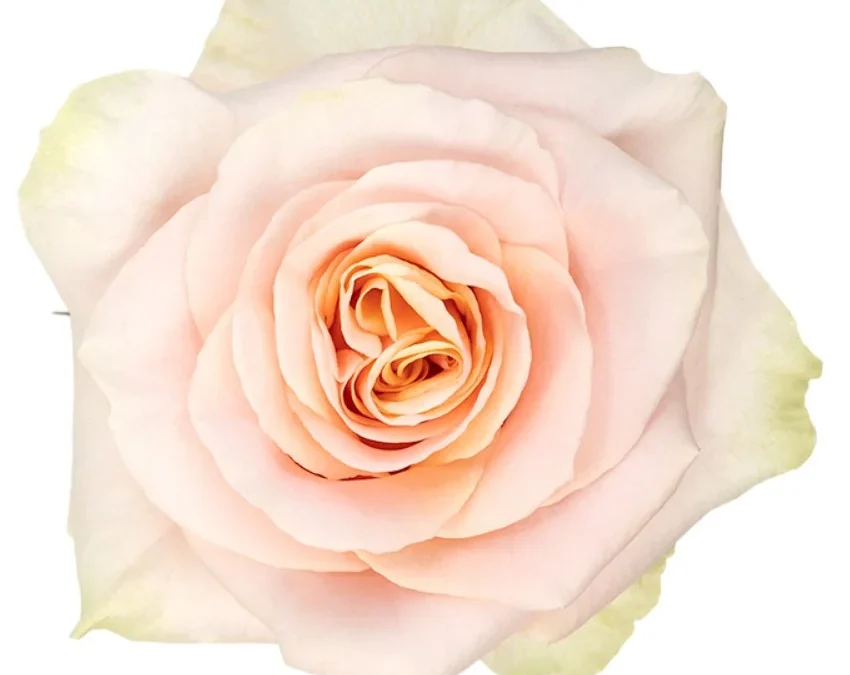 Rosa Phoenix