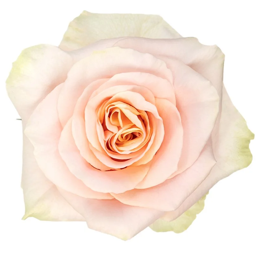 Rosa Phoenix
