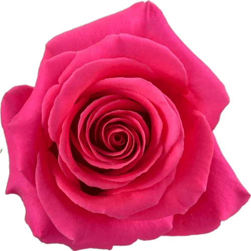Rosa Pink Floyd