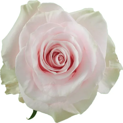 Rosa Pink Mondial