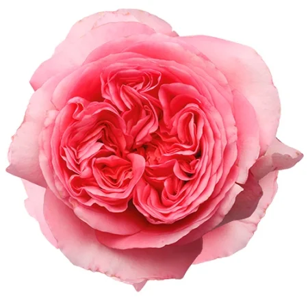 Rosa Pink X-Pression