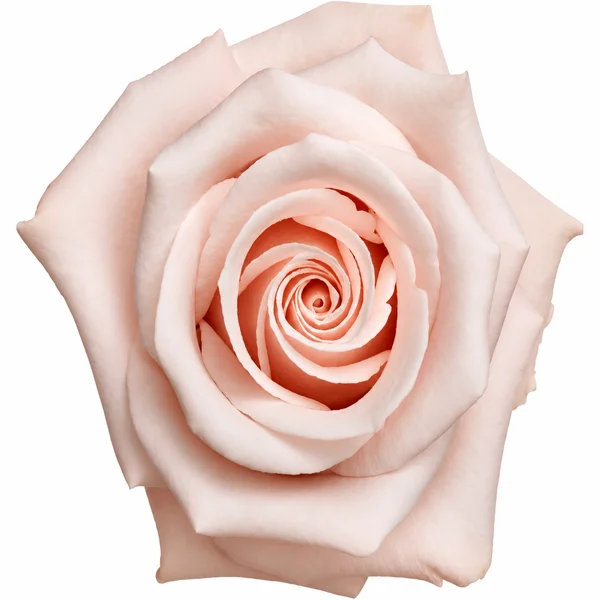 Rosa Pinky Promise