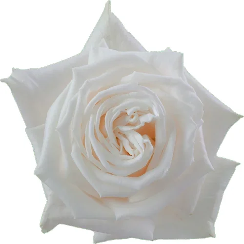 Rosa Playa Blanca