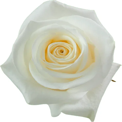 Rosa Polar Star