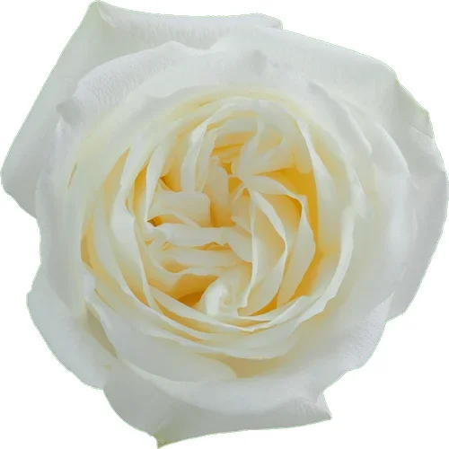 Rosa Polo
