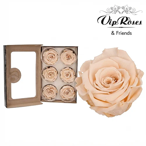 Rosa Preservada Champagne