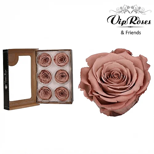 Rosa Preservada Chocolate Claro