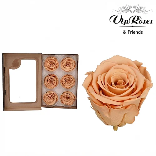 Rosa Preservada Toff