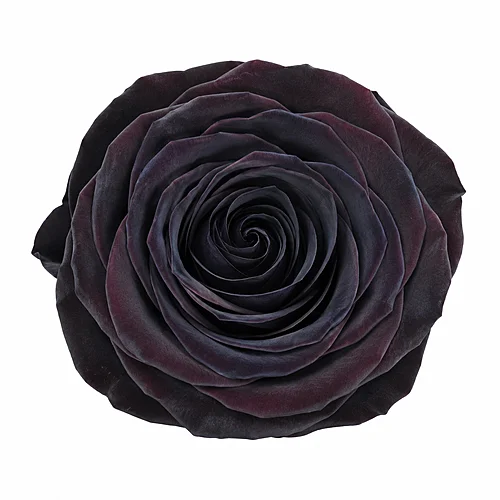 Rosa Preta