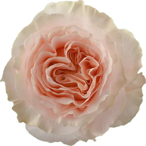 Rosa Princess Crown