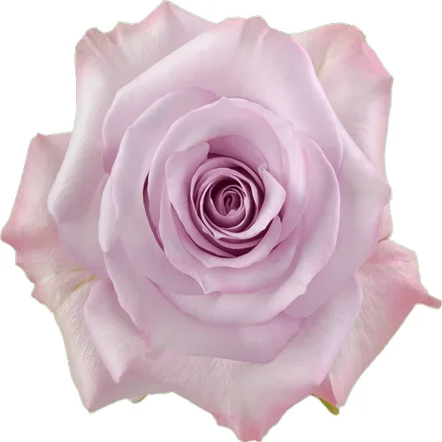 Rosa Purple Haze