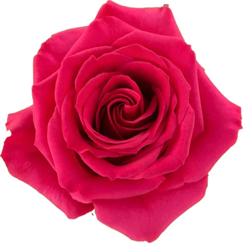 Rosa Queenberry