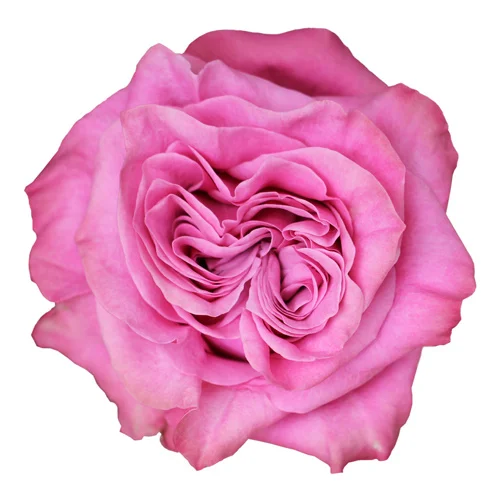 Rosa Queen's Crown