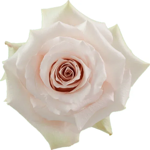 Rosa Quicksand
