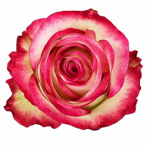 Rosa Raspberry Ice