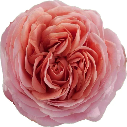 Rosa Romantic Antike