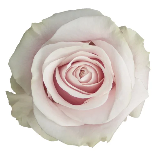 Rosa Salma