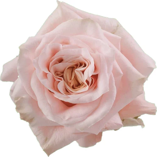 Rosa Shimmer