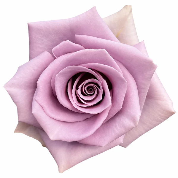 Rosa Shocking Blue