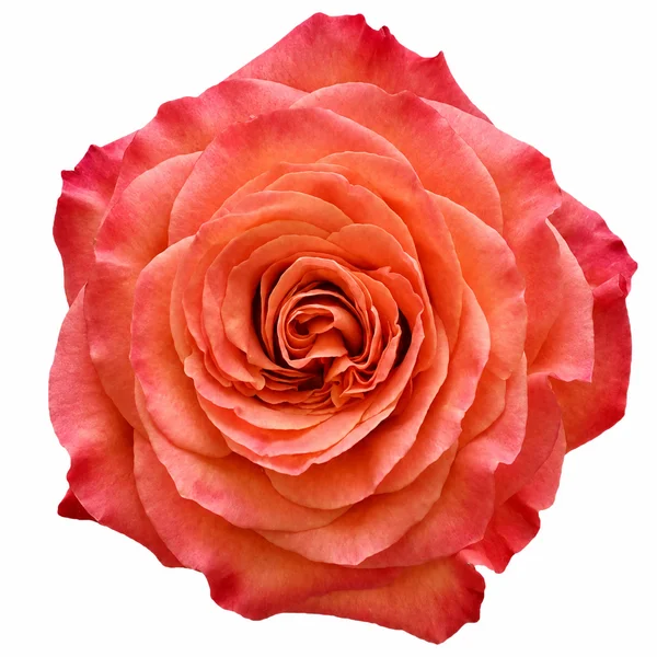 Rosa Showgirl