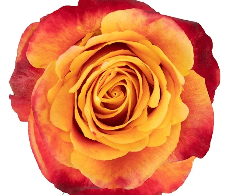 Rosa Silantoi