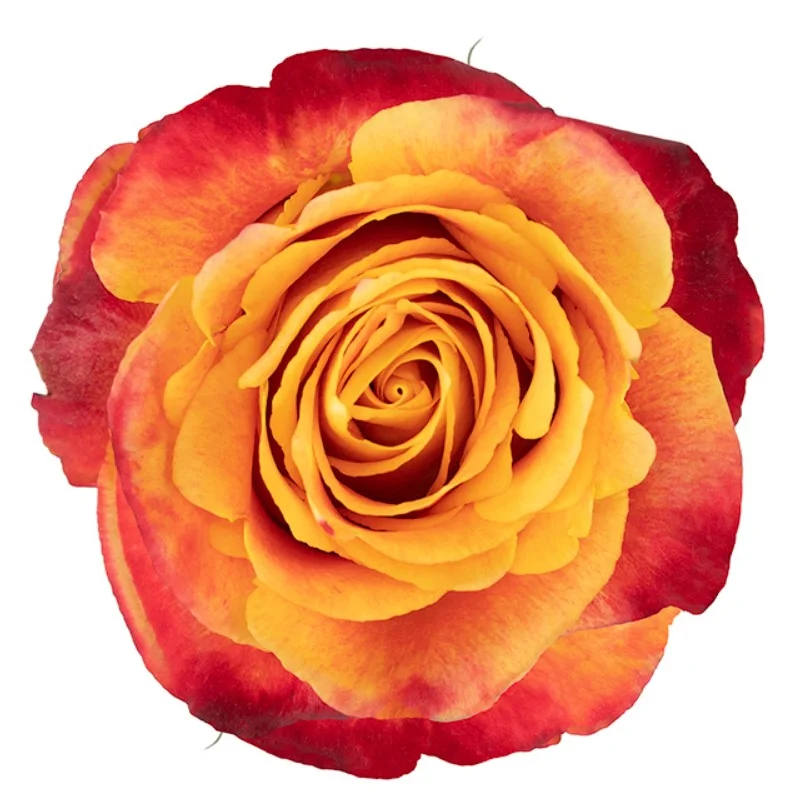 Rosa Silantoi