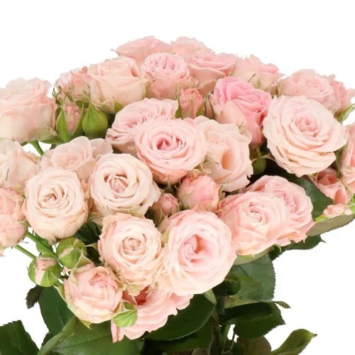 Rosa Spray Aerobic