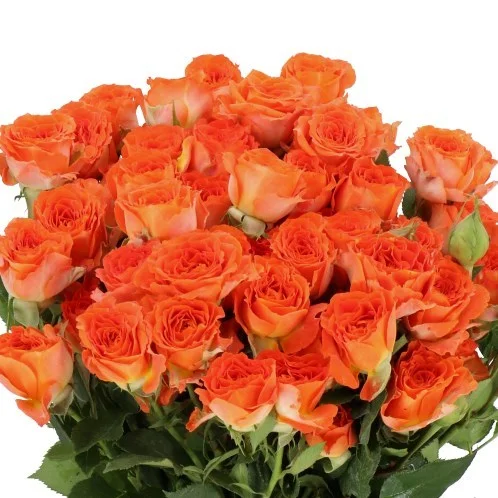 Rosa Spray Ariya