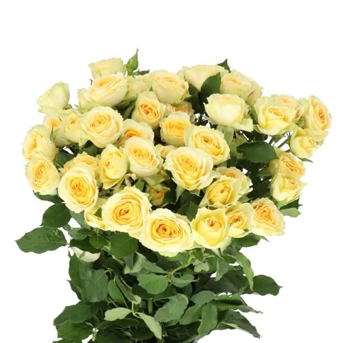 Rosa Spray Bandolero