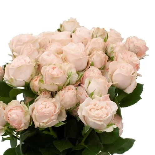 Rosa Spray Bombastic