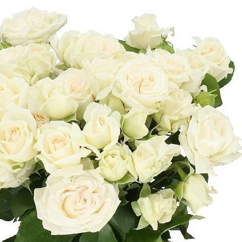 Rosa Spray Bridal Flow