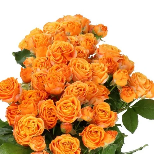 Rosa Spray Coral Bubbles