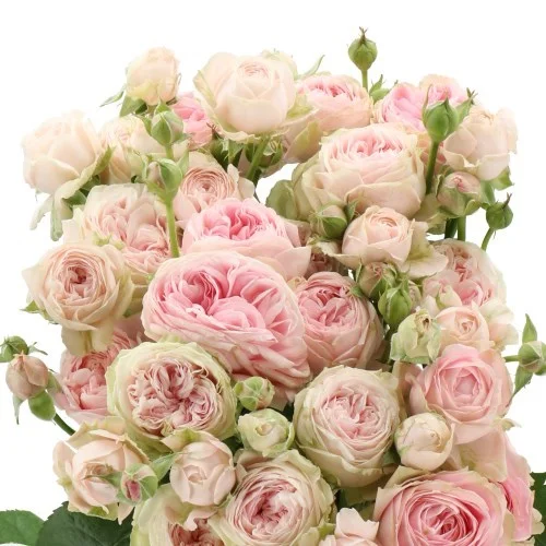 Rosa Spray Dilola