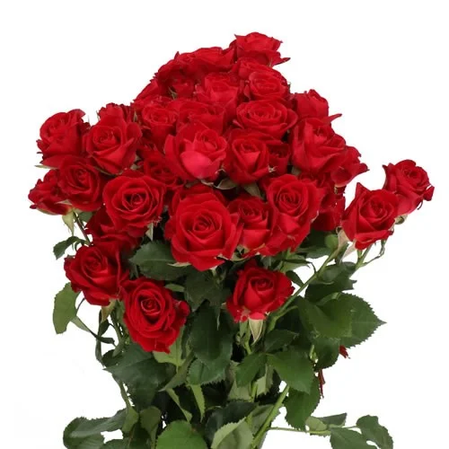 Rosa Spray Dominica