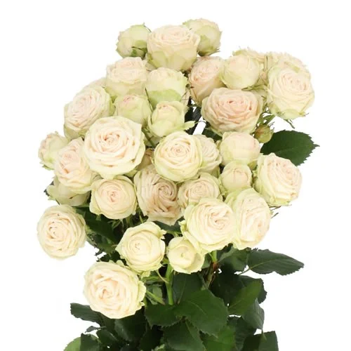Rosa Spray Galina