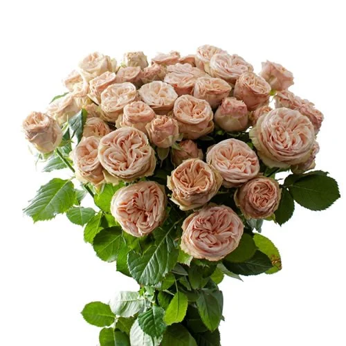 Rosa Spray Gentle Trendsetter