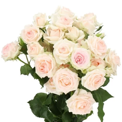 Rosa Spray Happy Wedding