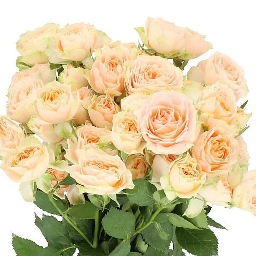 Rosa Spray Holly