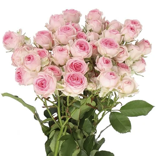 Rosa Spray Kate-Lynn