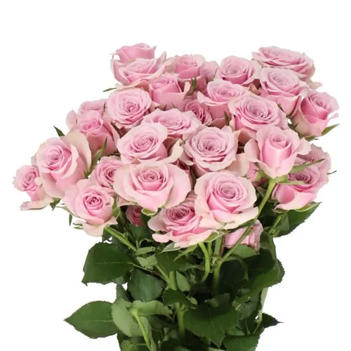 Rosa Spray Leila