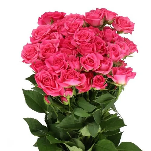Rosa Spray Lianne