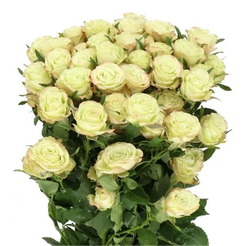 Rosa Spray Limousine