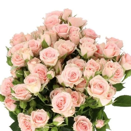 Rosa Spray Lydia