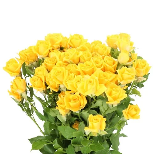 Rosa Spray Mariah