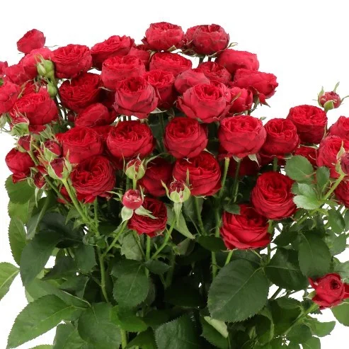 Rosa Spray Maroon