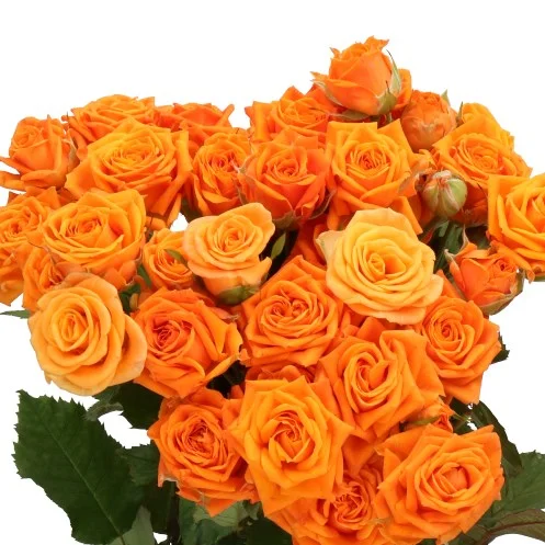 Rosa Spray Orange Queen
