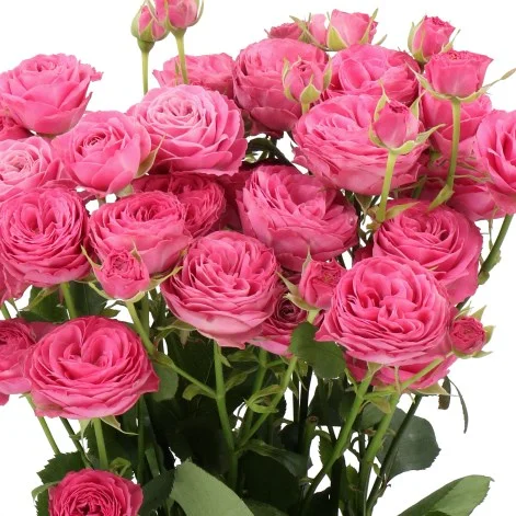 Rosa Spray Paradox