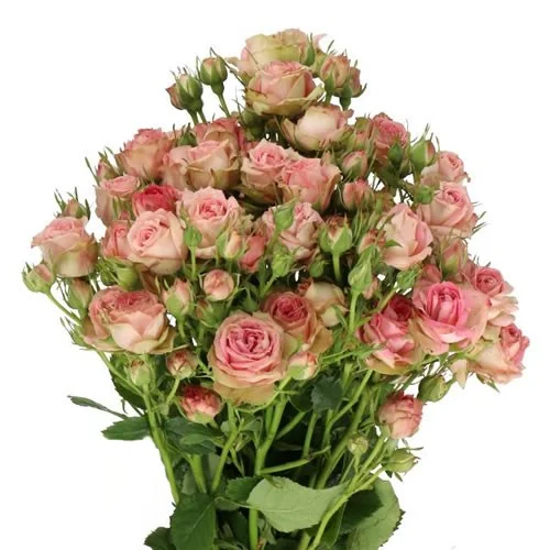 Rosa Spray Pepita