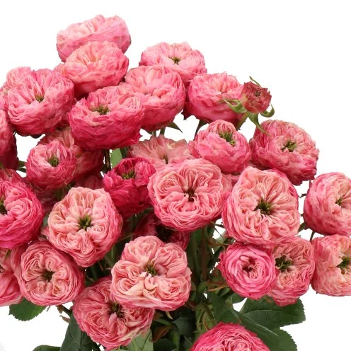 Rosa Spray Royal Blush Fancy