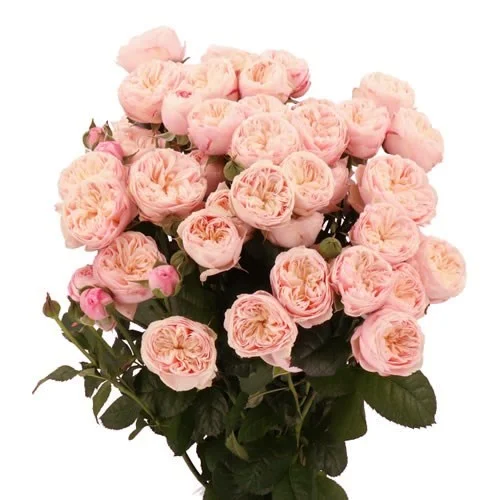 Rosa Spray Royal Blush